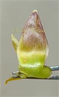  Involucral bracts